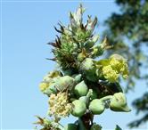  Inflorescence with distal female flowers and proximal male flowers